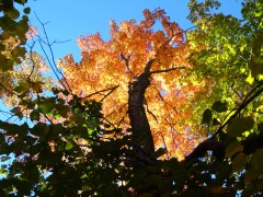 Maple and Oak Forest