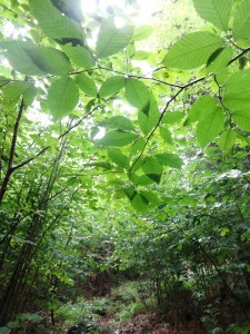WA White Trail to Lower Wolfjaw