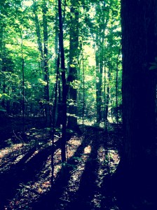 Seward, Donaldson and Emmons